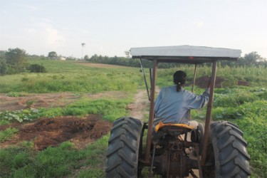 One of the farmers overlooks his farm. 