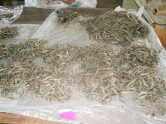 “Black Shrimp” being sold on retail at a local market in Region Six 
