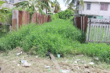 The overgrown alley: Water can no longer flow owing to the vegetation that has overtaken the area. Plastic bottles and Styrofoam boxes have also aided in adding to the congestion. 