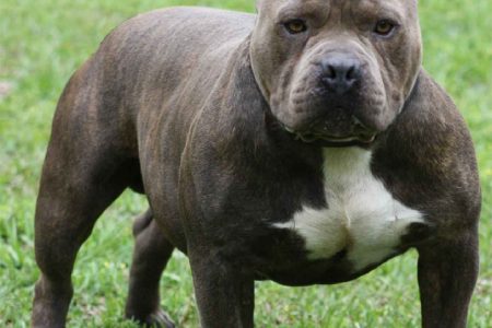 Pit bulls are usually used in dogfighting here and have gained a reputation for being dangerous