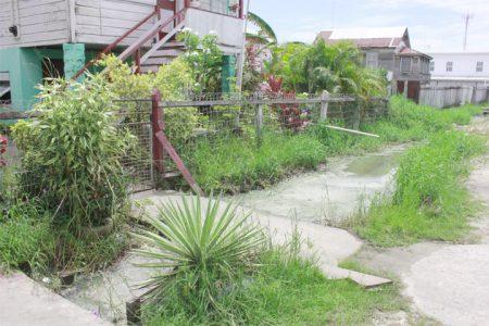 The drain in front of Rose Clarke’s Albert Street residence is a toxic mess