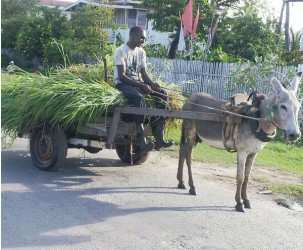 20130602donkey