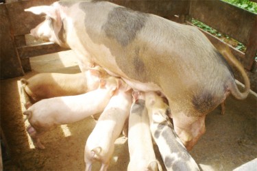 Pig breeding on the West Coast Berbice