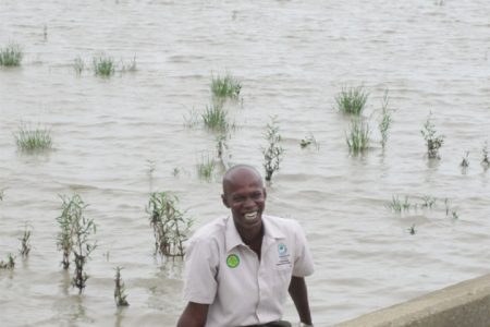 Guyana Mangrove Restoration Project ranger Raymond Hinds is proud of the success of the experimental breakwater-geotextile tubing responsible for saving the black mangrove and Spartina grass plants behind him. 