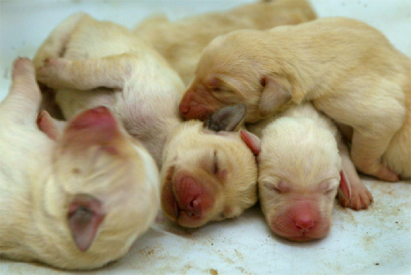 Newborn pups 