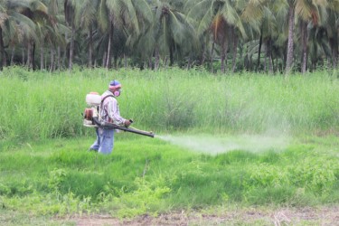 Spraying growth parallel to the airstrip on Thursday (Photo by Arian Brown)