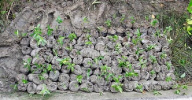 The current mangroves and concrete seawall provide a natural nursery for seedlings to grow. 