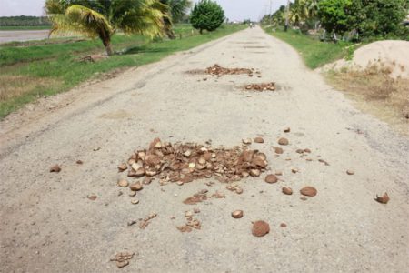 Residents of Maria’s Pleasure use coconut shells to fill up pot holes in an effort to reduce some of the damage caused to their cars, buses and motorcycles
