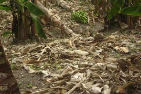 Plantain stalks that fell to the ground on this farm at Tuschen after they became affected with the Black Sigatoka disease. (Stabroek News file photo)
