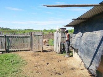 Sookdeo waiting on his sheep to come home