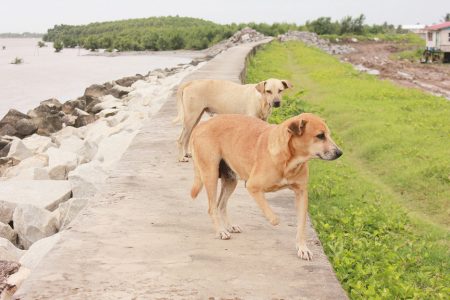 Dogs day out: On the Mon Repos seawall on Monday.