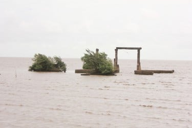 Reclaimed: Mangroves blooming in the ocean near an abandoned sluice at Mon Repos, East Coast Demerara (Photo by Arian Browne) 