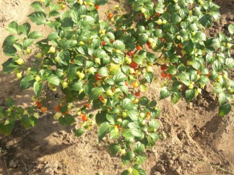 Pepper plants at the farm (GINA photo)