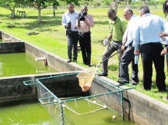 Minister of Agriculture Dr Leslie Ramsammy catches a tilapia at the Satyadeow Sawh Aquaculture Station. (GINA photo) 