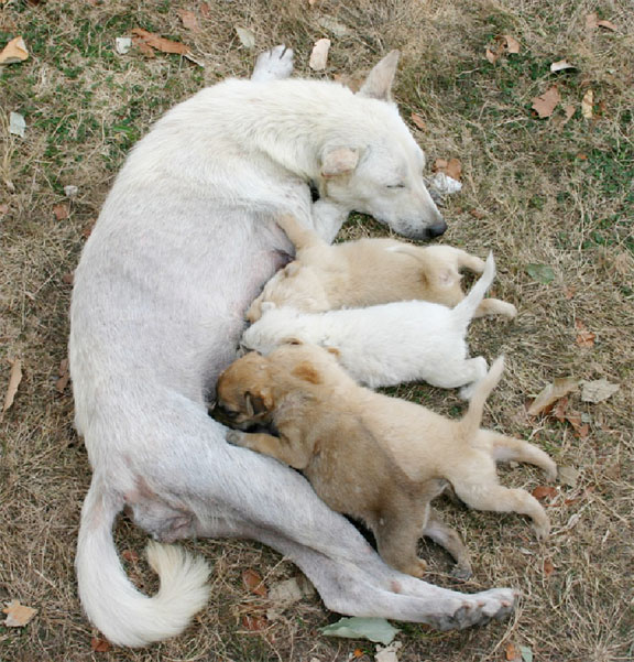 how do mother dogs care for their puppies