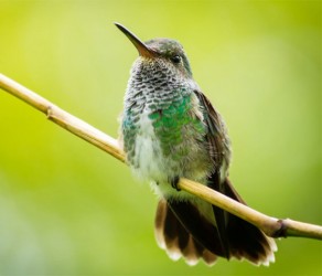 Glittering-throated emerald hummingbird (Amazilia fimbriata)  (Photo by Kester Clarke) 