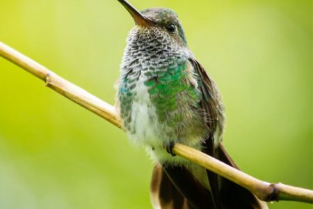 Glittering-throated emerald hummingbird (Amazilia fimbriata)
(Photo by Kester Clarke)
