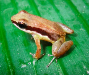 The newly discovered micro-endemic frog species. (Photo courtesy of M. Hoelting and R. Ernst/Senckenberg via Mongabay.com)