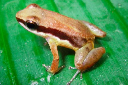The newly discovered micro-endemic frog species. (Photo courtesy of M. Hoelting and R. Ernst/Senckenberg via Mongabay.com)
