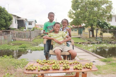 Genips galore: These young entrepreneurs were helping to sell genips yesterday at Vryheid’s Lust.   (Arian Browne photo) 