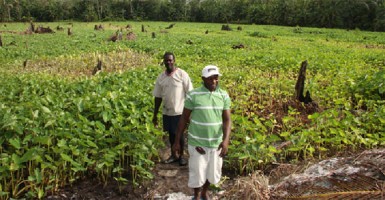 The vast expanse of land aback of Kuru Kururu is one of the largest eddo farms in Guyana