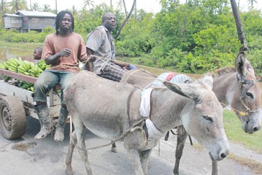 Residents use a donkey cart to transport their produce from the backdam. (Arian Browne photo)