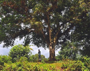 A large tree on the top of a Hosororo hill