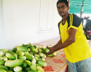 Rakesh Jaglall displaying his cucumbers