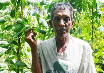 Ramnarine Persaud next to his bora plants