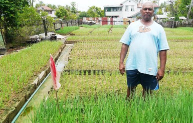 Bridglall Deolall stands in his eschallot farm 