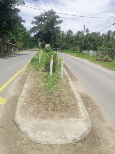 The huge silk cotton tree that sits in the middle of the road
