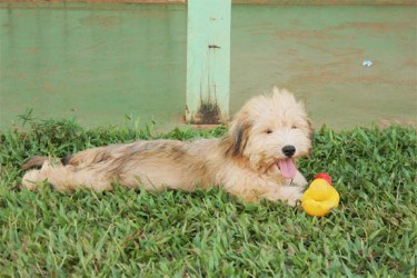 Doggy fun: A dog playing with his rubber duck at Campbelltown. 