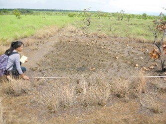 Documenting Prehistoric Rupununi Phase House Floor at Karnambu 