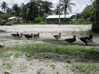 Ducks in line during a sunny day in St Cuthbert’s. (Arian Browne photo)