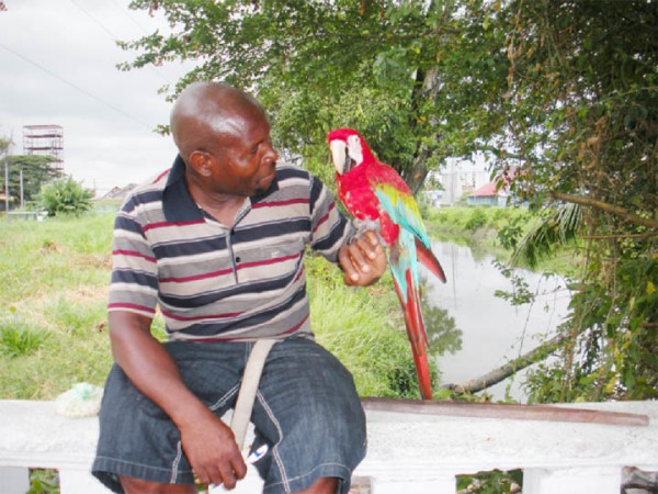 Man and his macaw: Derek and his pet bird liming on the Kingston High Street bridge. 