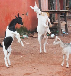 Not a goat ballet! Two goats sparring in the  streets of Mahdia (Photo by Arian Browne)