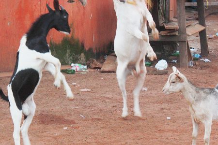 Not a goat ballet! Two goats sparring in the
streets of Mahdia (Photo by Arian Browne)