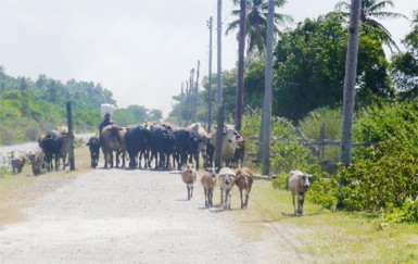 A farmer returning from the backdam with his ruminants 