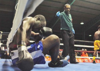 Bumpy Ride! Referee, Eon Jardine issuing a count to Glenroy ‘Bumpy’ Beckford after a thundering right hand from Clive ‘The Punisher’ Atwell collided to his rib cage. (Orlando Charles photo) 