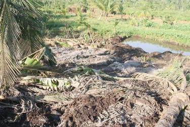 Another section of a farm owned by the Holders shows uprooted coconut trees. In the background is a stick marker and a pond dug by airport expansion workers.  