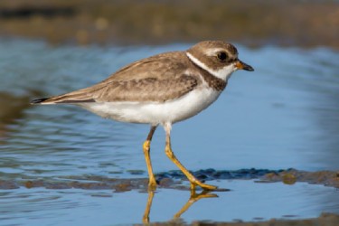 Semipalmated Plover (Charadrius semipalmatus) in Kingston, Georgetown (Photo by Kester Clarke)