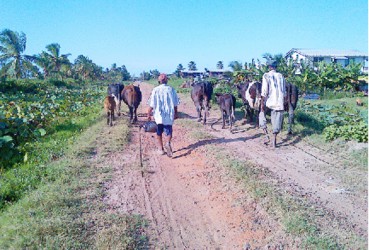 Walking the cows home