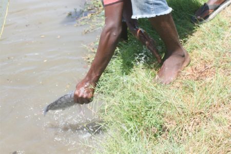 Easy as 1, 2, 3: A youth retrieves a tilapia from the Company Road canal at Buxton, East Coast Demerara after it was caught in a net. (Photo by Arian Browne)