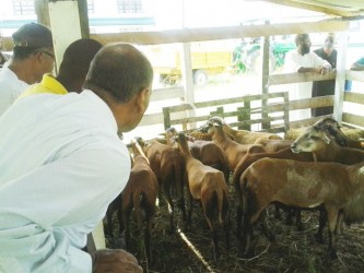 Agriculture Minister Dr Leslie Ramsammy inspects some of the Black Belly Sheep that were up for auction at the GLDA last week as part of the agency’s third anniversary observances (Agriculture Ministry photo)