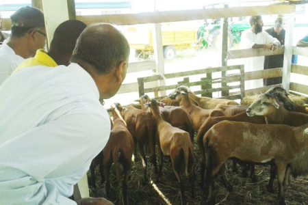 Agriculture Minister Dr Leslie Ramsammy inspects some of the Black Belly Sheep that were up for auction at the GLDA last week as part of the agency’s third anniversary observances (Agriculture Ministry photo)