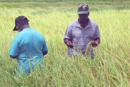 Rice farmers inspecting paddy in a field (GINA photo)