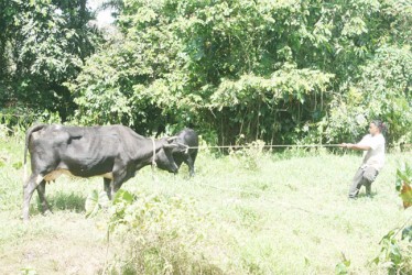 Ramesh Kishun taking his  cows to the backdam