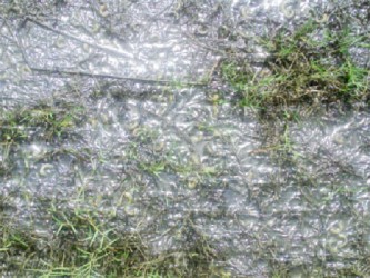 Dead beetle larvae rest in a shallow pool of water at UG