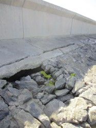 The grouted boulder façade along the Coldingen to Melanie Damishana area has multiple breaks throughout. However Stabroek News was told that because of the mud build up, the area was actually doing very well in terms of weathering damage.