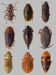 An example of the rich biodiversity of the area: Some of the different types of beetles recorded by the WWF-sponsored scientific expedition to Parabara earlier this month.  